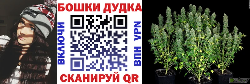Каннабис OG Kush  Новосиль 